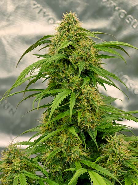 Look at this big ol' stack of buds!
