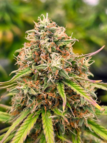 Bud so sticky, your monitor needs to be cleaned now