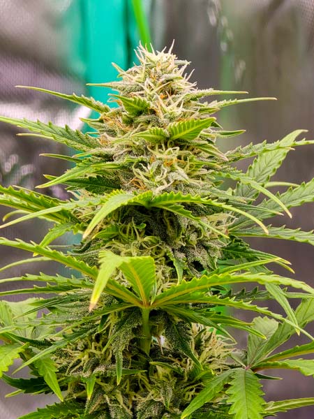 Bud so sticky, your monitor needs to be cleaned now