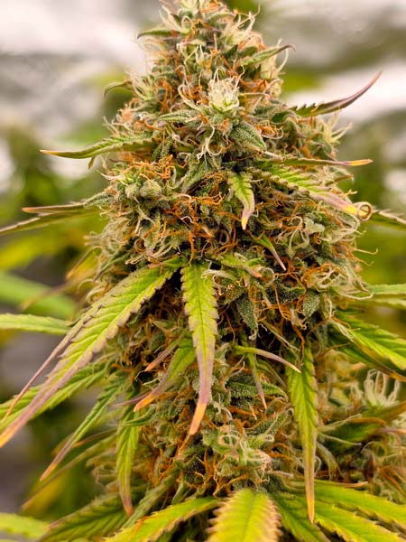 This delicious looking cola is only weeks from harvest!