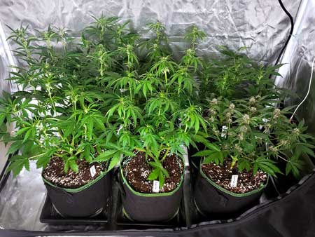 39 day old autoflowering plants