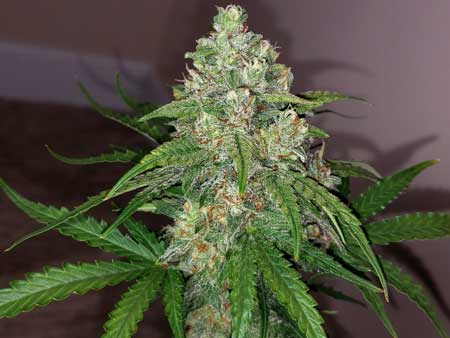 Best autoflowering strain - Most potent auto-flowering strain- Pineapple Daddy Auto by Happy Valley Genetics