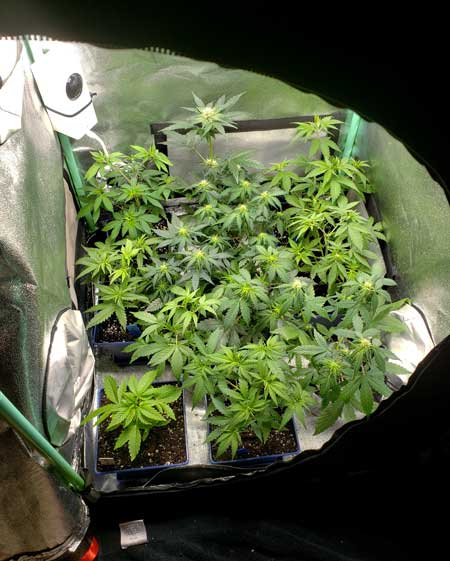 Mini grow tent with lots of plants