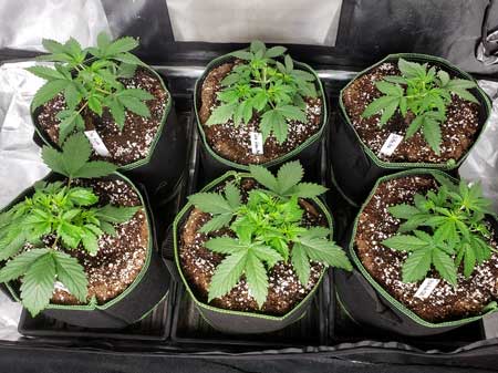 23 day old plants after being topped and tucked