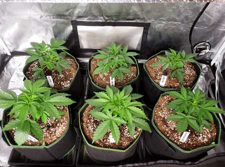 23 day old autoflowering plants