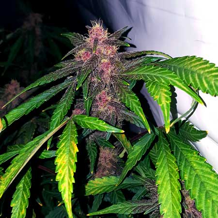 Autoflowering cannabis bud, week 9, with gorgeous pink-purple wine-colored buds
