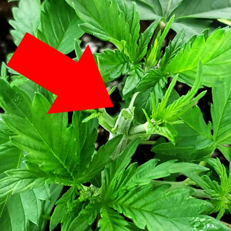 Closeup of plant after being topped