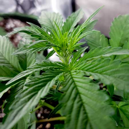 Closeup of plant before being topped
