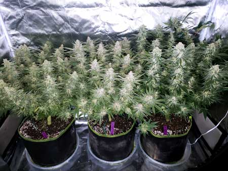 Big fat buds cannabis plants before harvest (growing in coco)