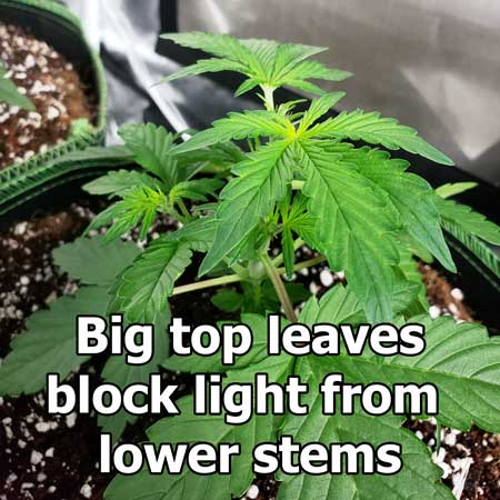 Big leaves are blocking light
