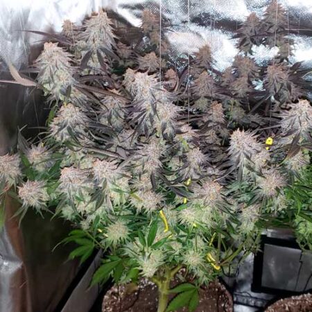 Heavy buds held up by plant yo-yos