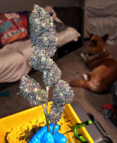 Justiz first grow results!
