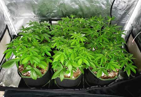 30 day old autoflowering plants growing weed and flat