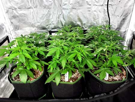 30 day old autoflowering plants