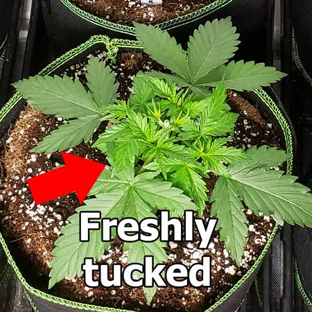 Freshly tucked plant