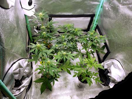 Mini autoflowering plants