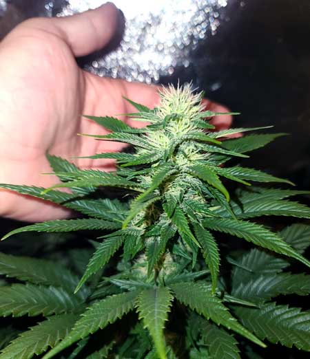 Week 4 bud