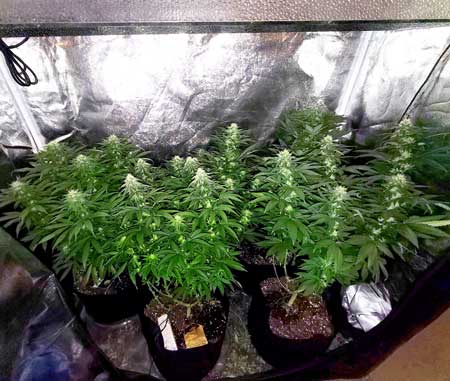 Five plants in week 4 of flowering