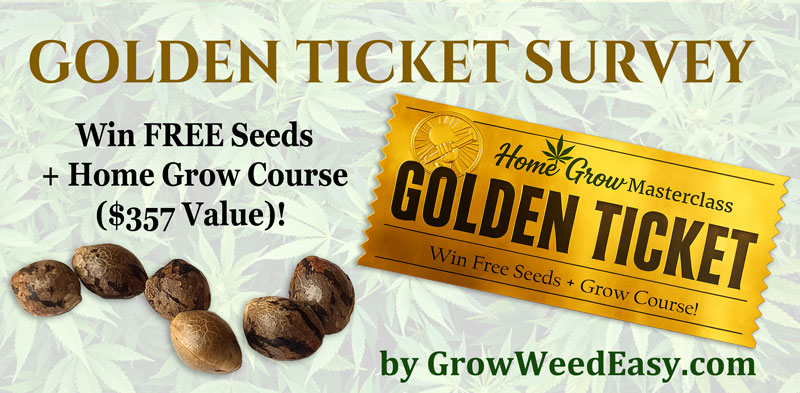 Golden Ticket Survey - click here!