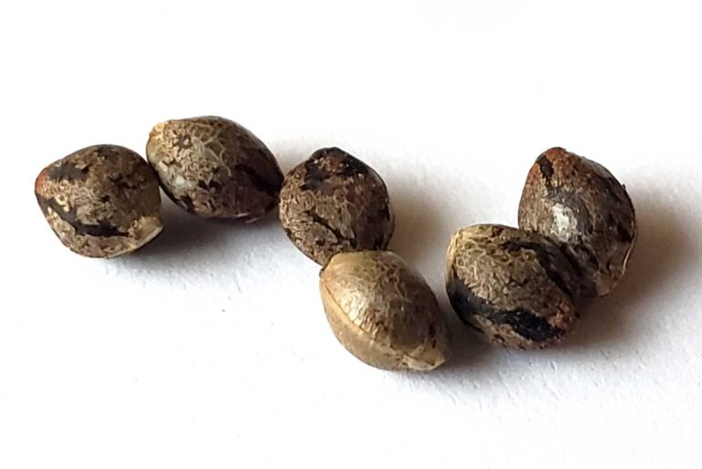 Super seed closeup