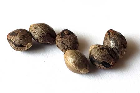 Seeds closeup
