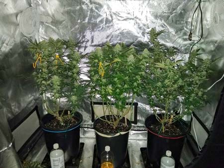 Sandra's plants from before the class