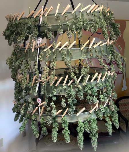Tika's amazing harvest!