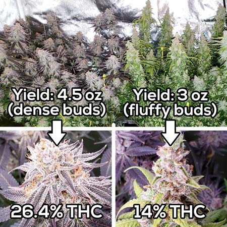 Two plants. Same environment, different results!