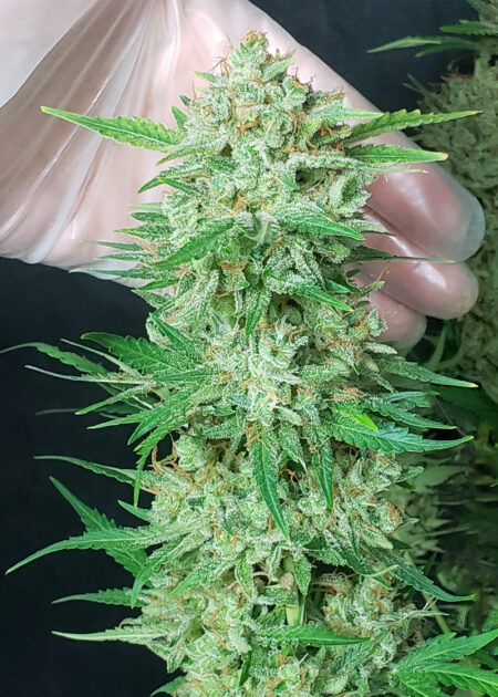 This home grown Zkittlez Auto produced a ton of sparkly trichomes. Beautiful cannabis buds!