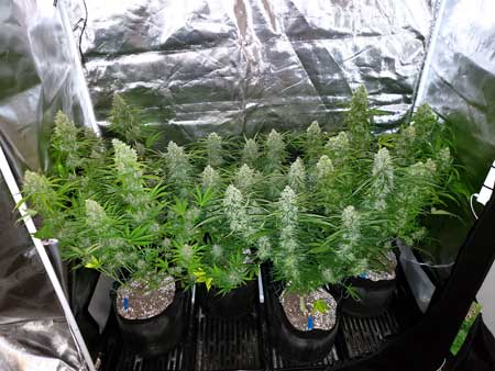 Example of a 13 ounce harvest with 4 cannabis plants