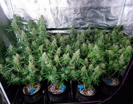 A 17 oz harvest with 8 cannabis plants in a "Sea of Green" grow setup