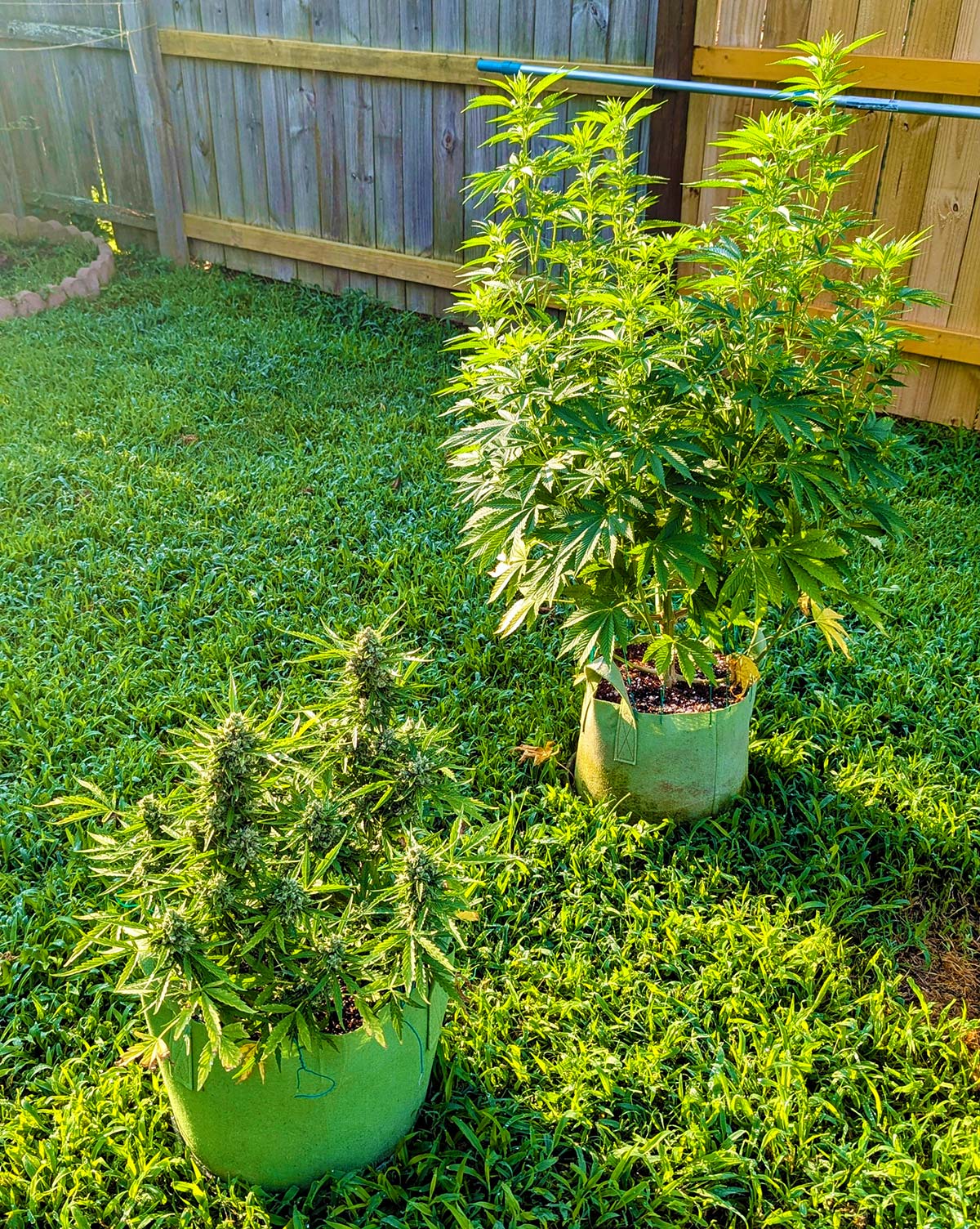 Before and after the flowering stretch