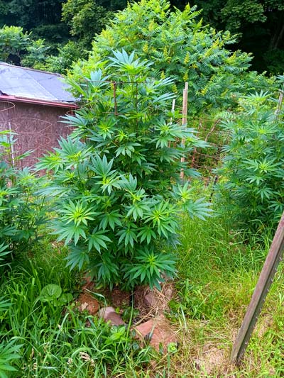 This weed is wildin' in the wilds!