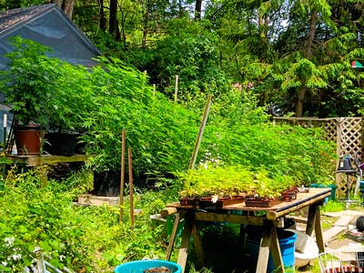 Check out this idyllic scene where weed makes a chill atmosphere.