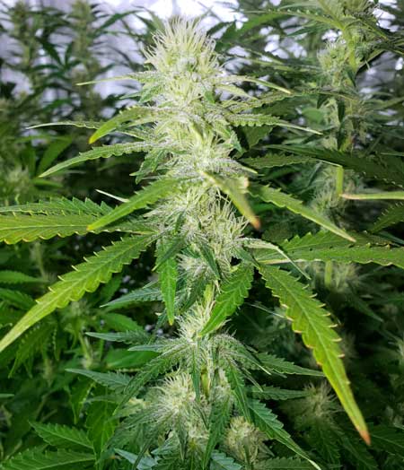 Alaskan Purple auto is STACKING!