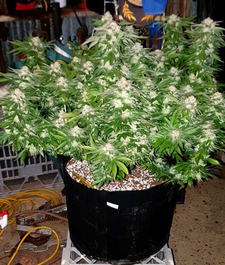 Permanent Marker cannabis plant (MSNL strain) grown by Marky Mark from Down Under!
