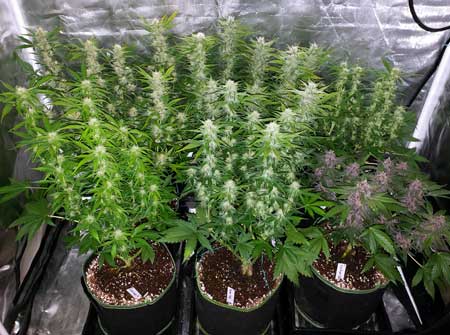 56 day old autoflowering plants