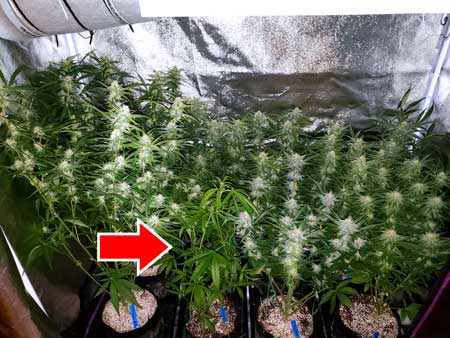 One autoflowering cannabis plant here didn't start flowering (making buds)