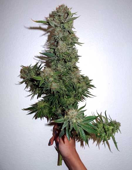 White Rhino - big bud in hand
