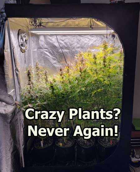 Crazy, tall, out-of-control cannabis plants