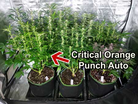 Critical Orange Punch Auto just started flowering