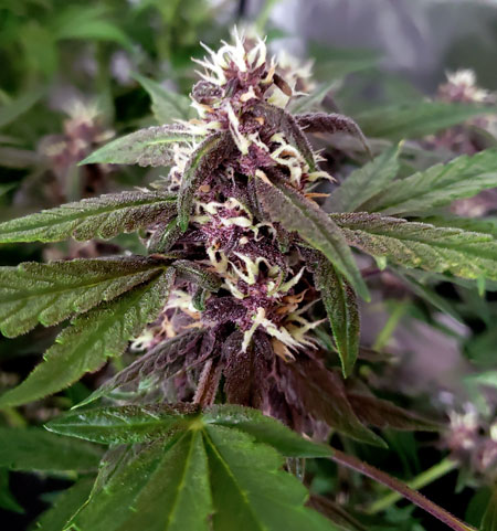 Pink Kush CBD has beautiful purple flowers