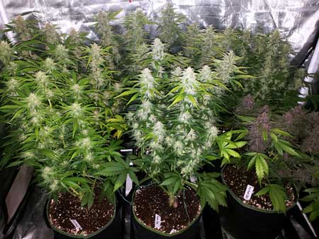 63 day old autoflowering plants