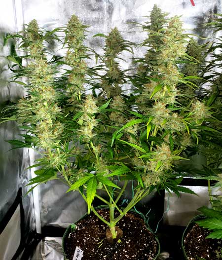 Zkittlez Auto plant structure - day 73