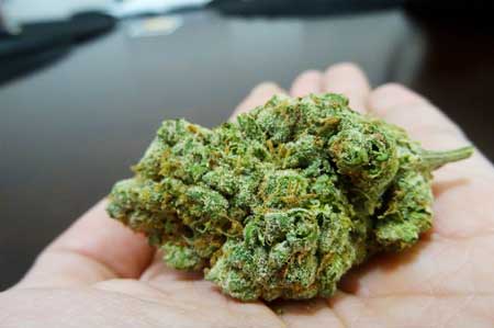 Dense, potent cannabis buds in hand