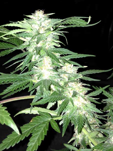 Green Crack cannabis bud grown by Crazyhorse