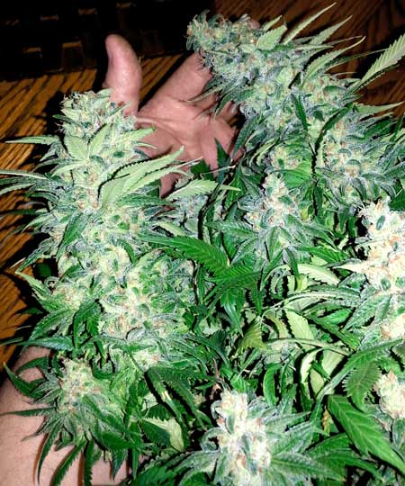 Green Crack cannabis buds at harvest