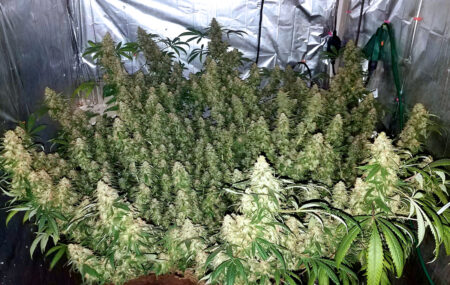 Row room with a flat canopy full of huge cannabis colas.