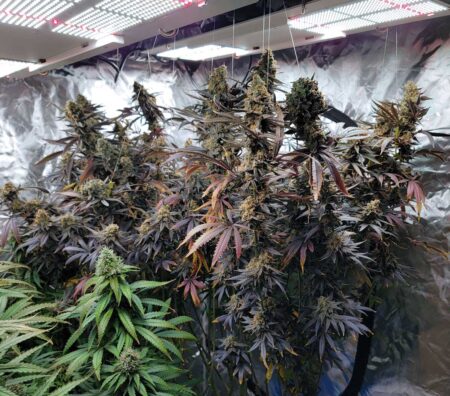 Huge Purple Ghost Candy cannabis plant with tons of fat buds, grown by GrowWeedEasy.com