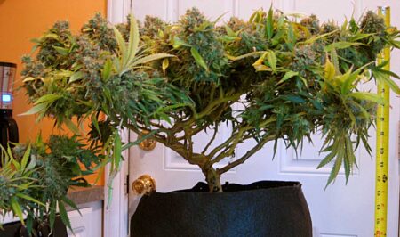Short cannabis plant